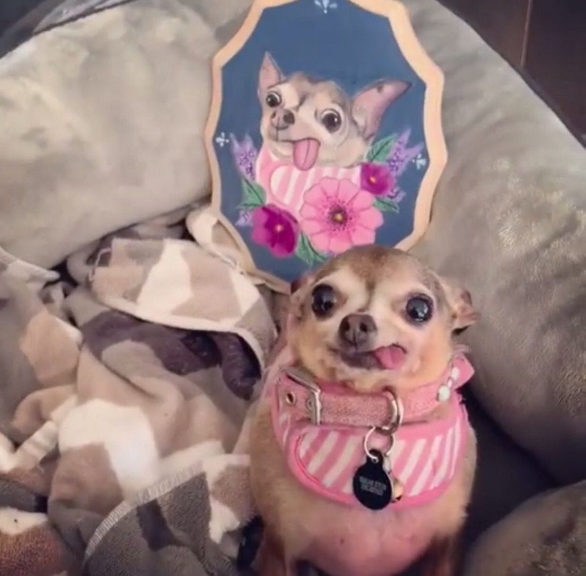 Чихуа и маффины