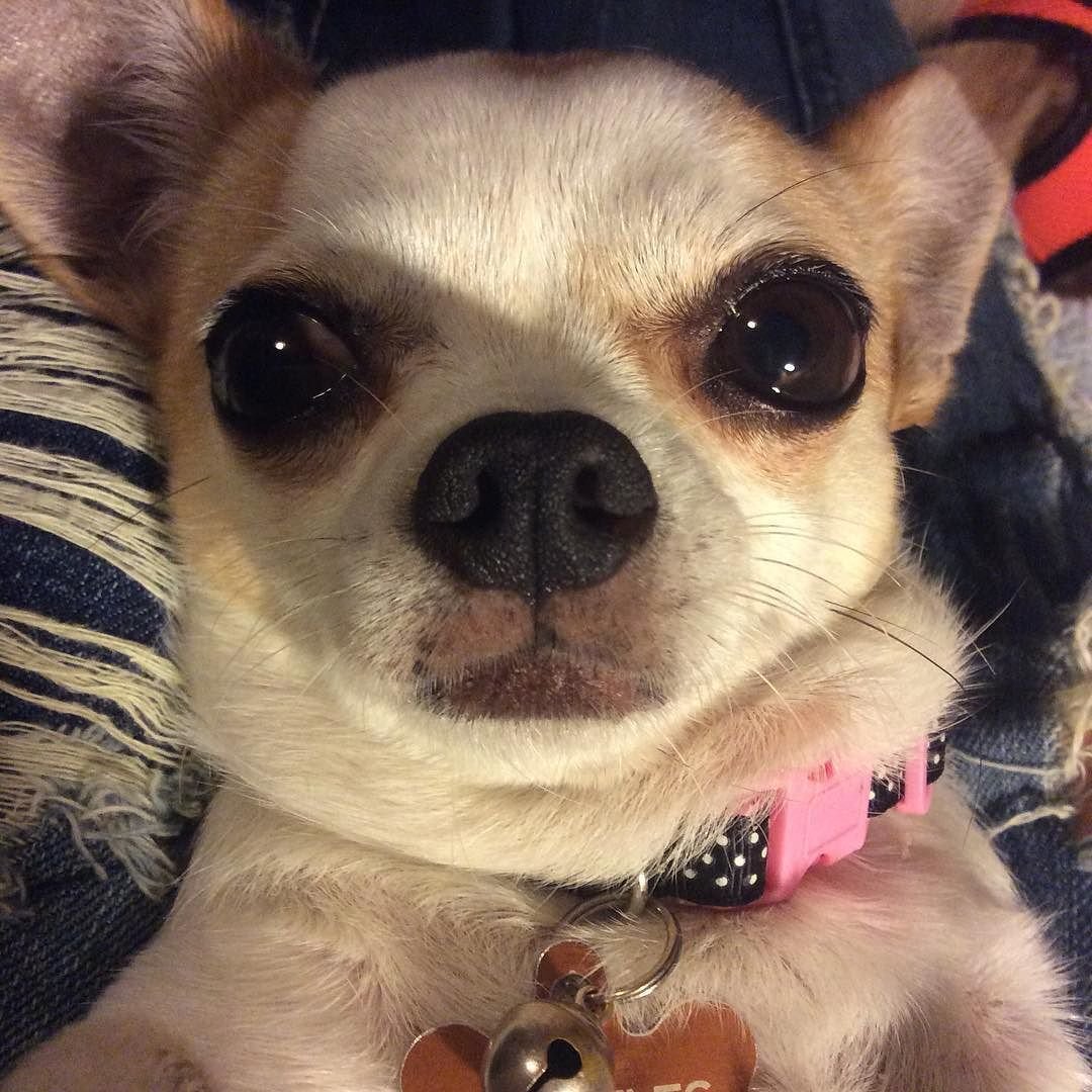 Всратый чихуахуа