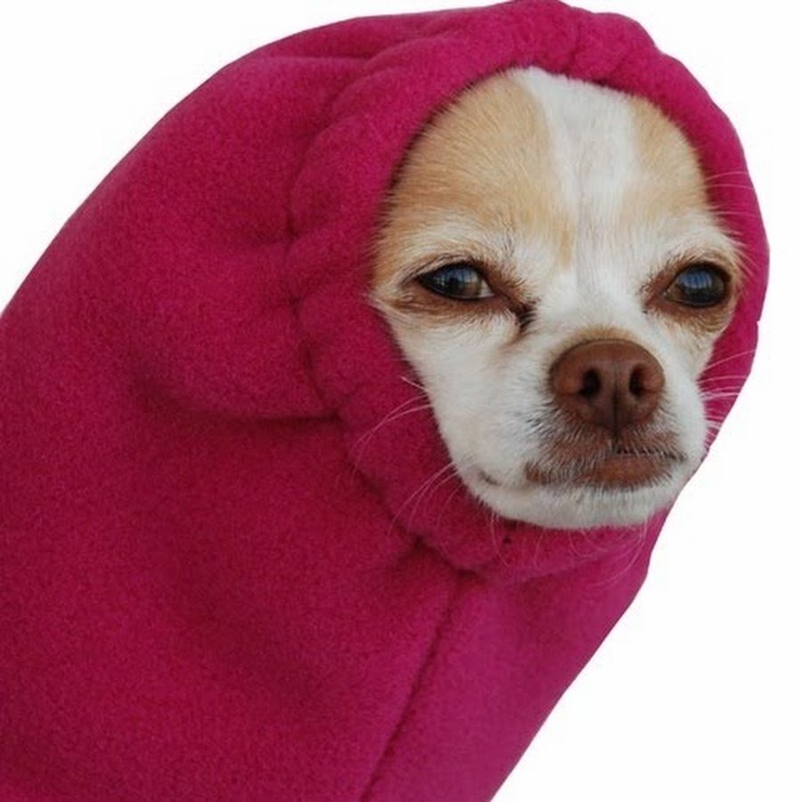 Чихуахуа подозревака