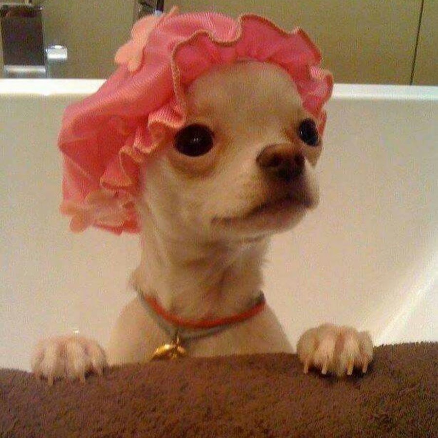 Чихуа Хуа с ножом