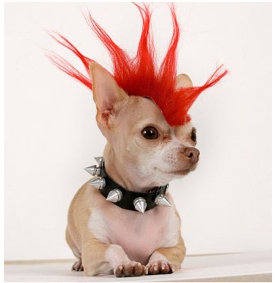 Чихуахуа в капюшоне