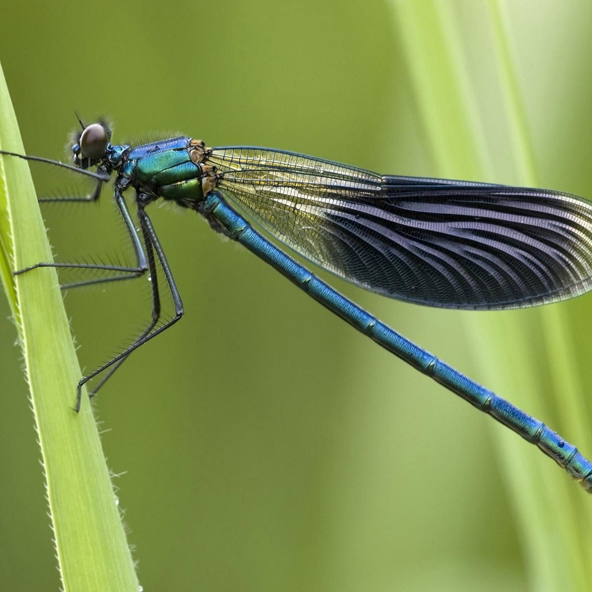Голубая Стрекоза Пришвина