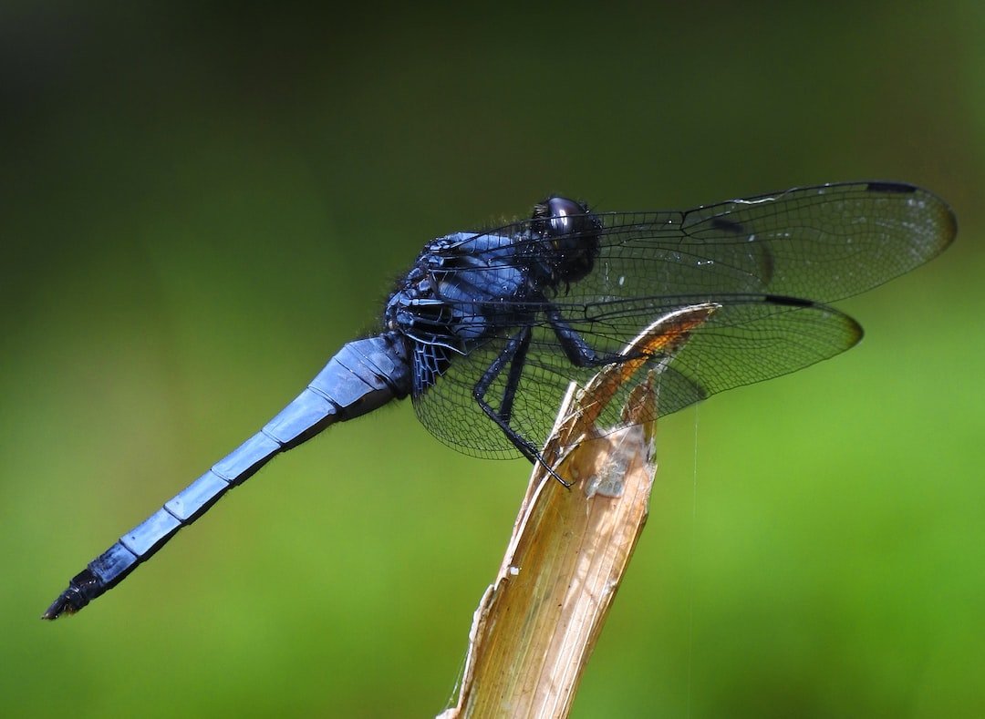 Стрекоза с голубым брюшком