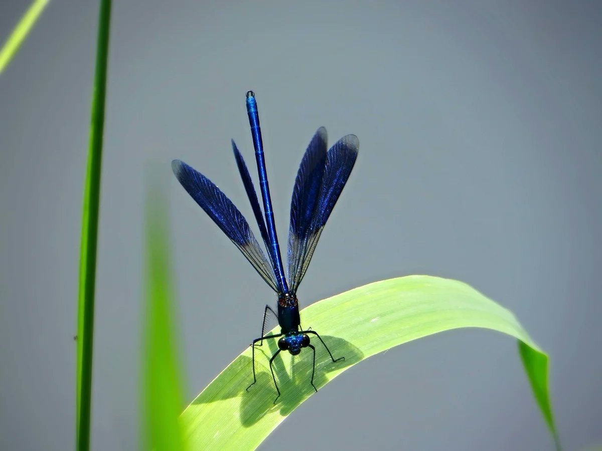 Стрекоза Радужница