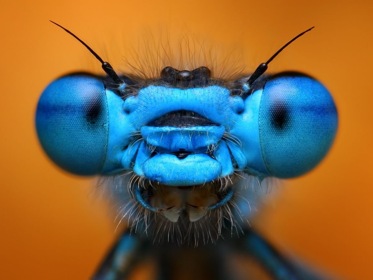 Голубая Стрекоза пришвин