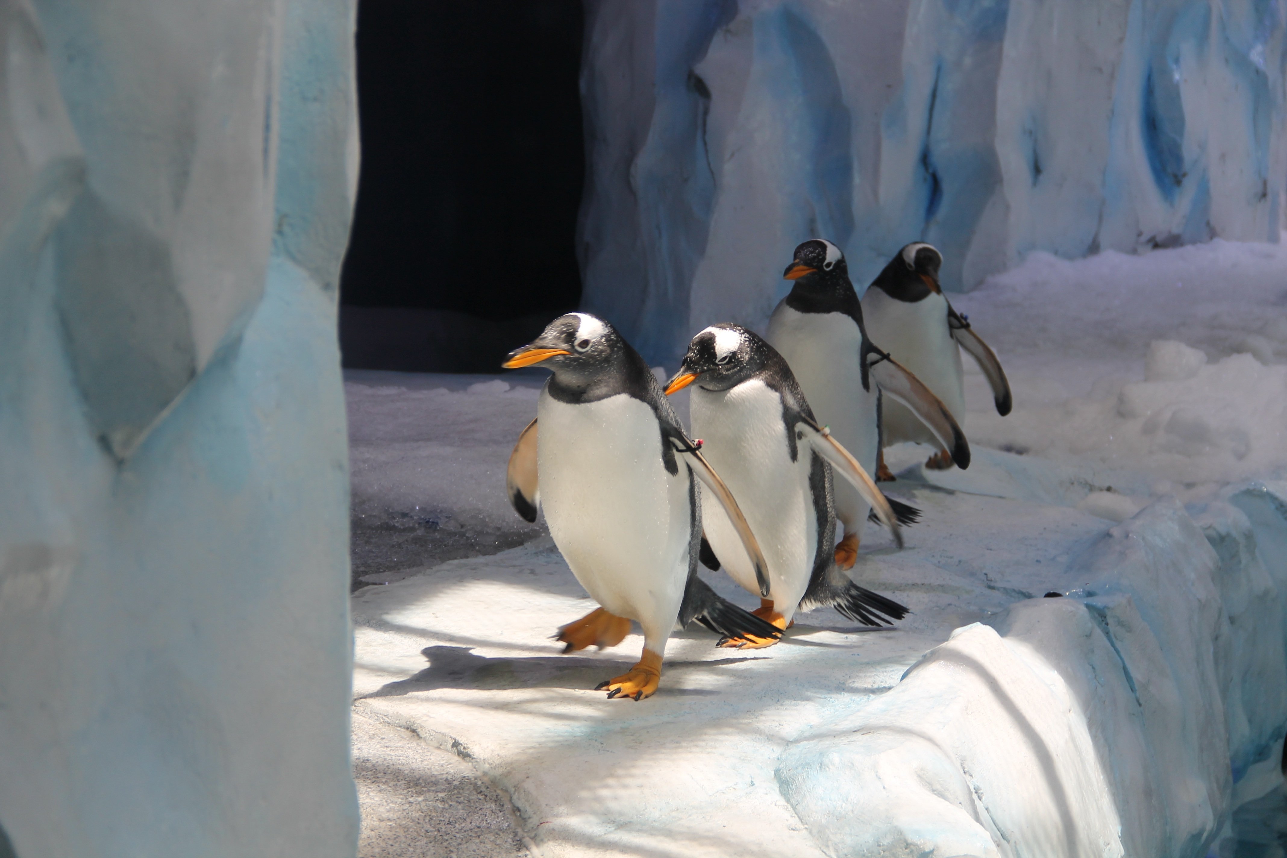 Пингвины живут на южном. Северный полюс пингвины. Животные севера. Пингвины на севере. Пингвины на Северном полюсе.