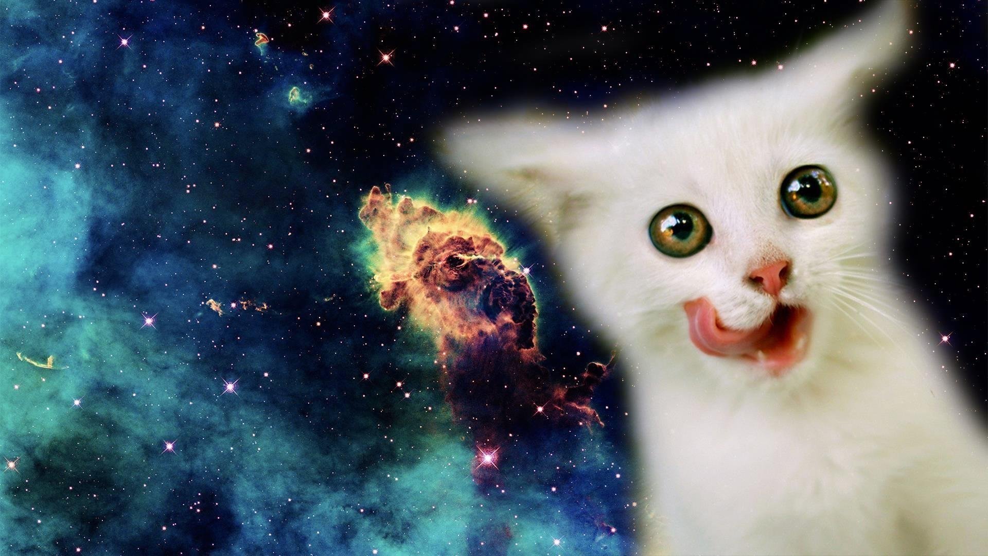Смешные обои с котами. Кот в космосе. Кот на фоне космоса. Котенок в космосе. Смешные коты в космосе.