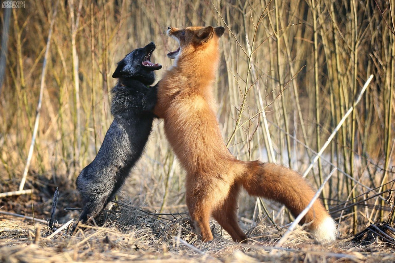 Спаривание лисы. Межвидовая конкуренция волк и лиса. Лиса чернобурка. Чернобурая и рыжая лисица. Чернобурка лиса и рыжая лиса.