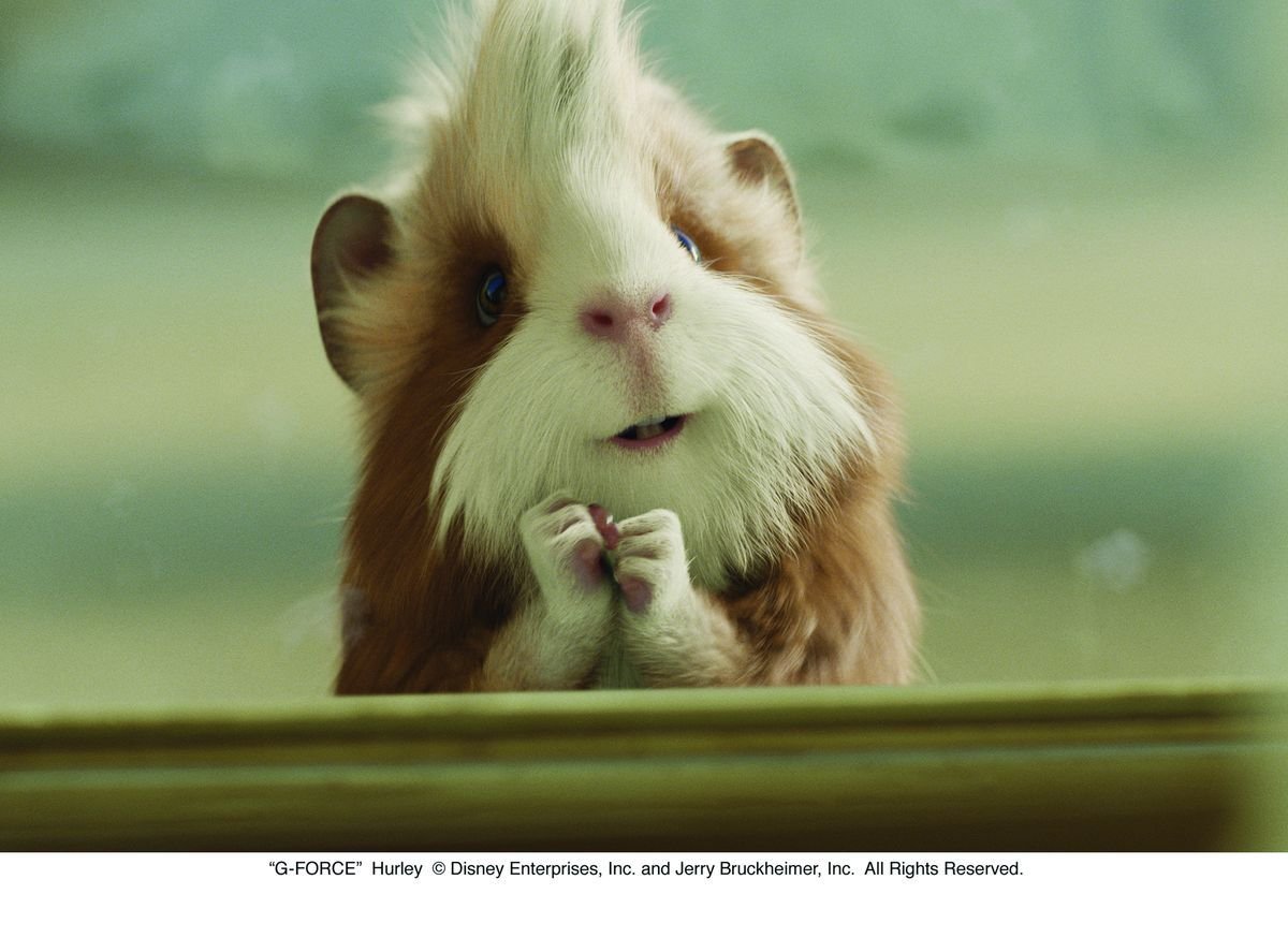 Забавные морские свинки