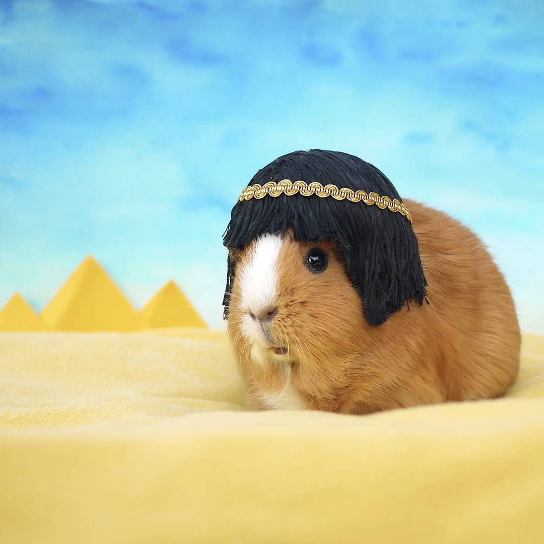 Смешные морские свиньи