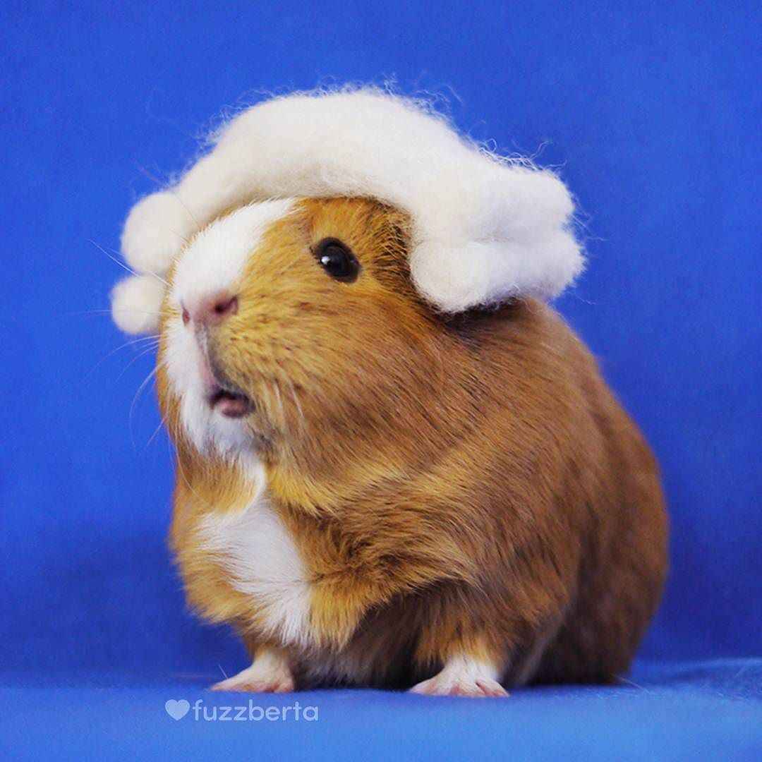 Морская Свинка Плаксик