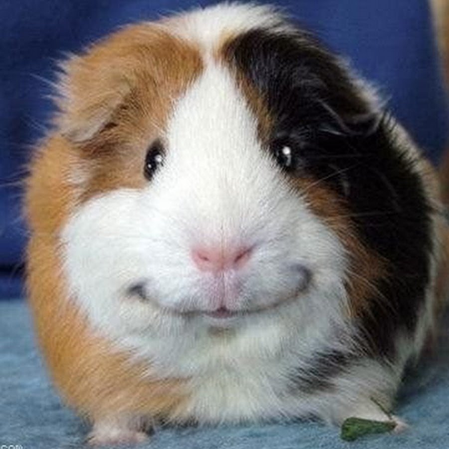 Морская Свинка Шуша