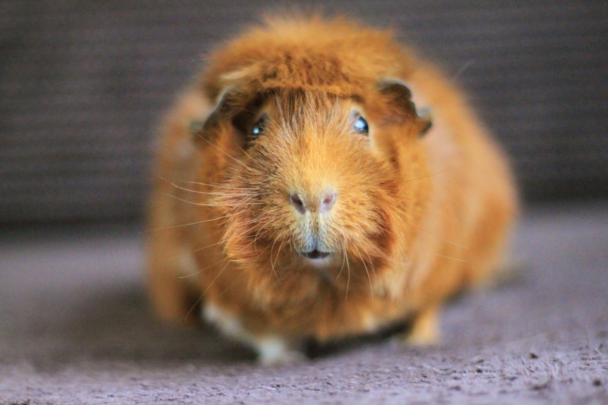 Морская Свинка Шуша