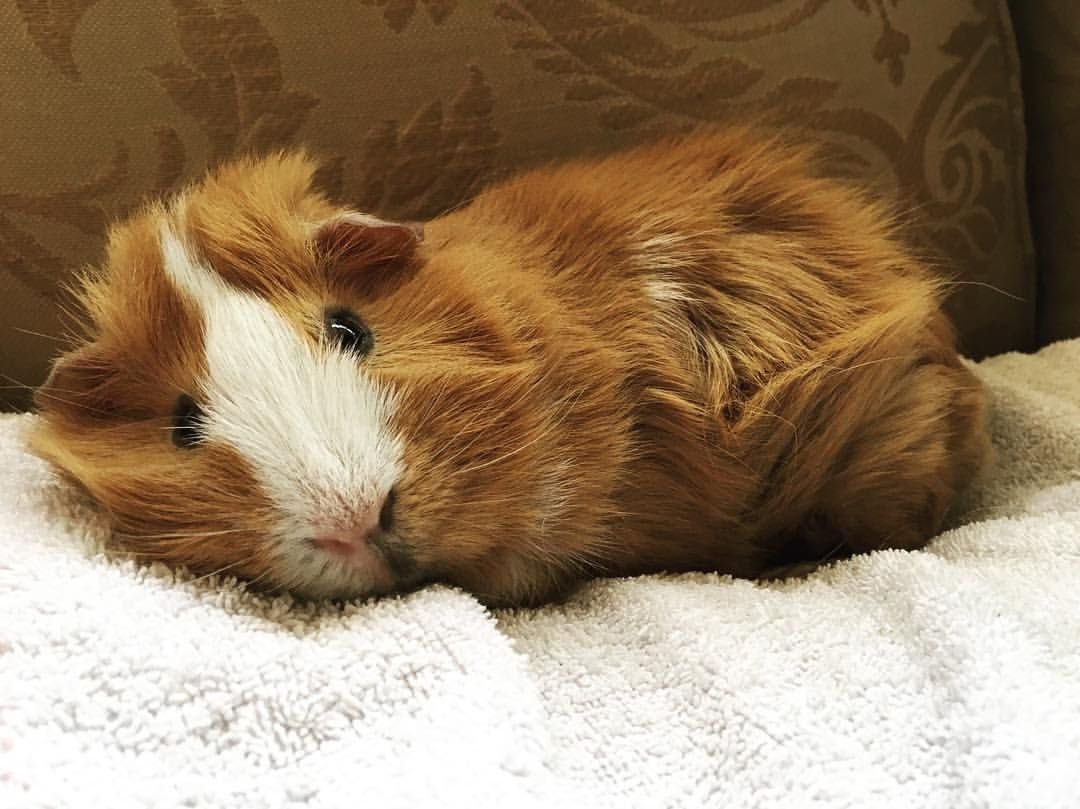 Волосы с животными