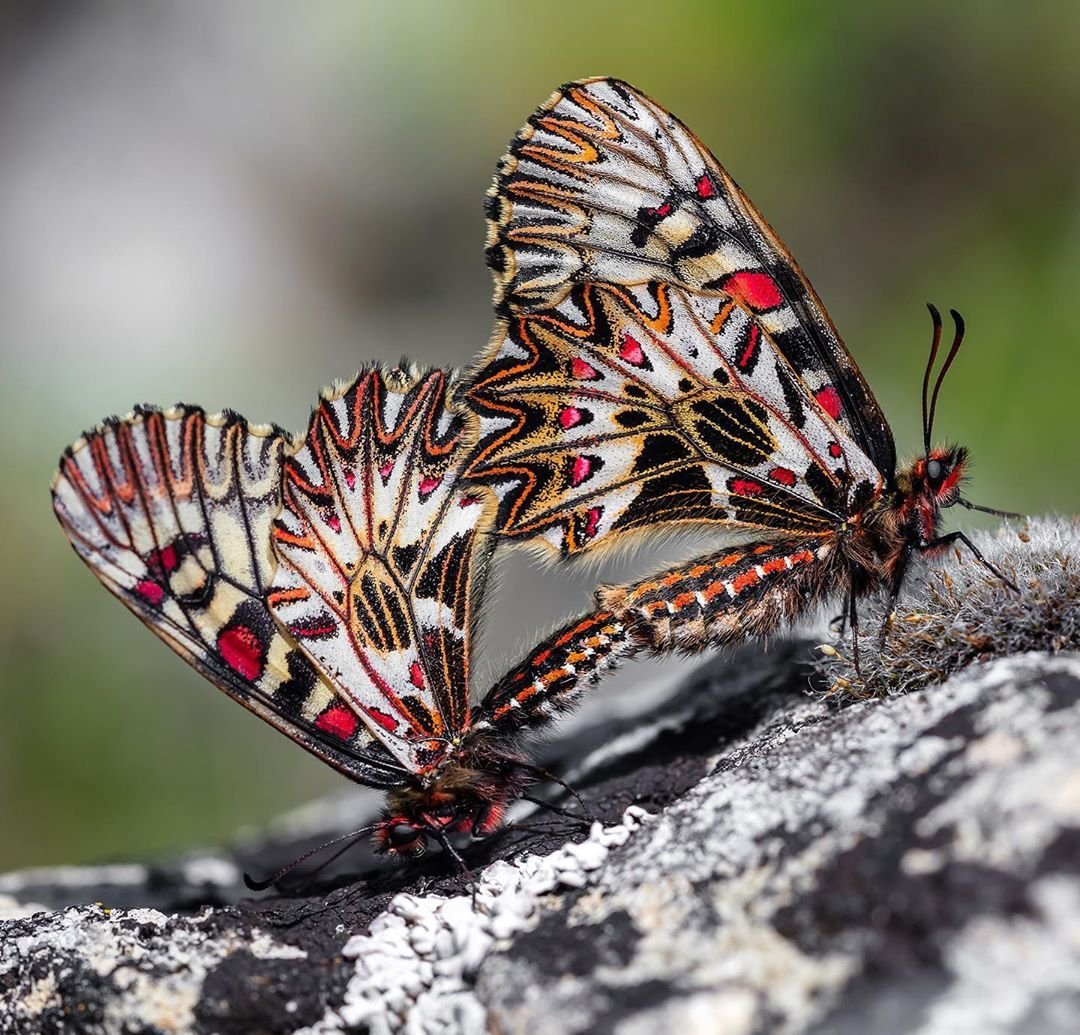 Группа насекомые бабочка. Поликсена бабочка. Люцина бабочка. Eryphanis Polyxena. Самые редкие бабочки.