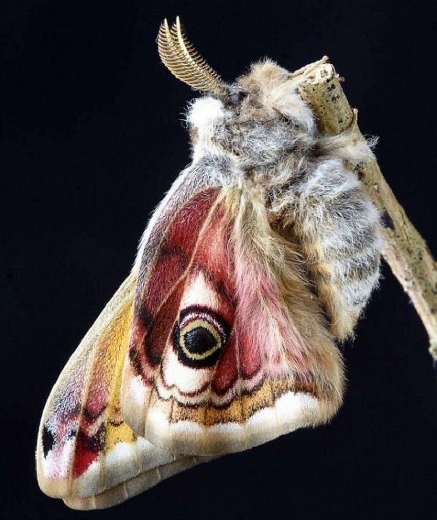 Гусеница Citheronia regalis