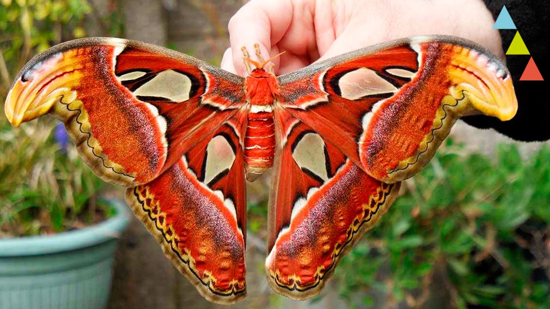Крупные бабочки фото. Бабочка Павлиноглазка атлас. Павлиноглазка атлас Attacus Atlas. Бабочка Павлиноглазка Геркулес. Attacus Atlas бабочка.