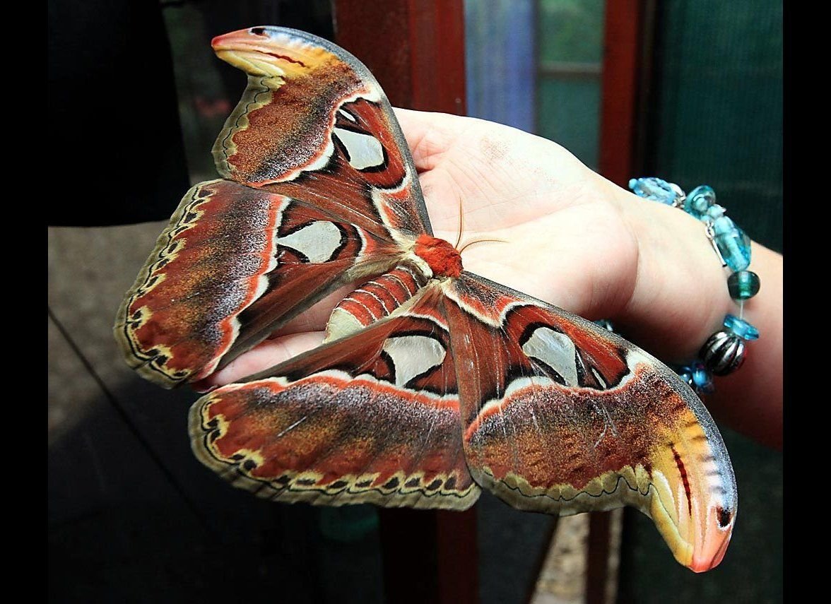 Павлиноглазка Dryocampa rubicunda