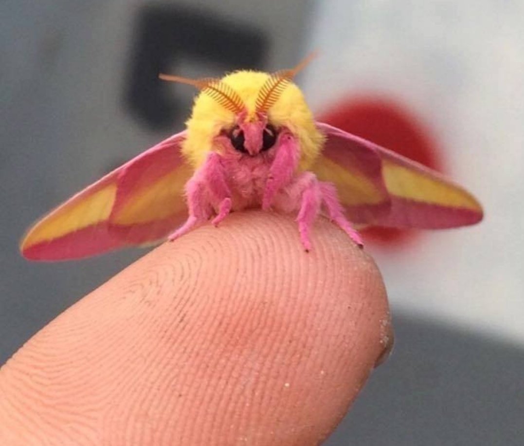 Павлиноглазка атлас Attacus Atlas