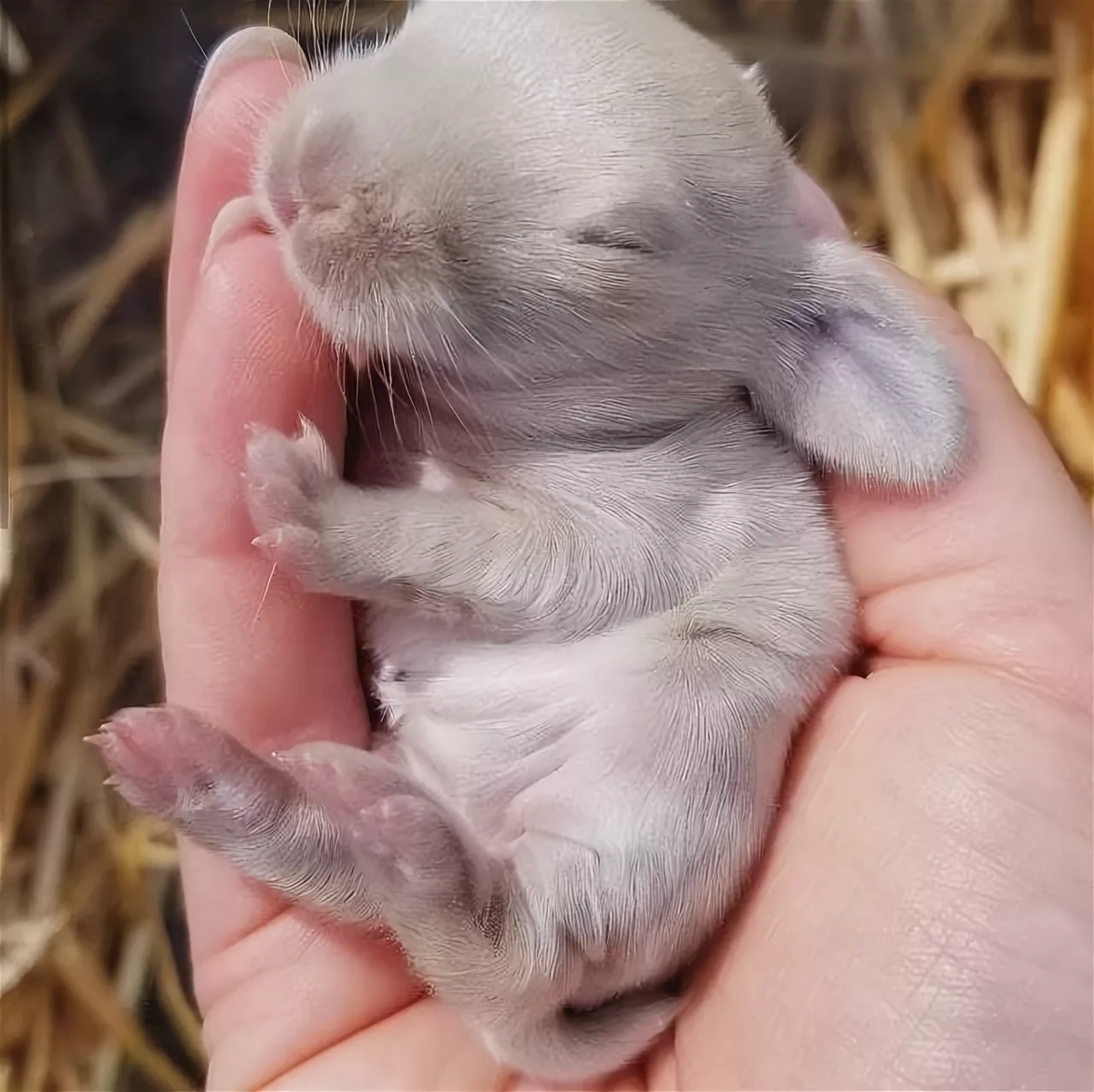 Детеныш зайца