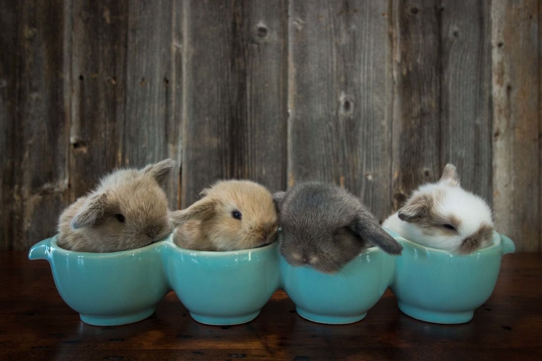 Крольчата Новорожденные