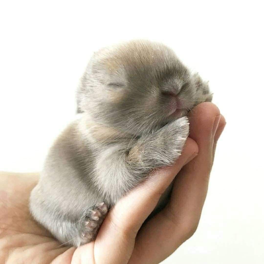 Детеныш зайца