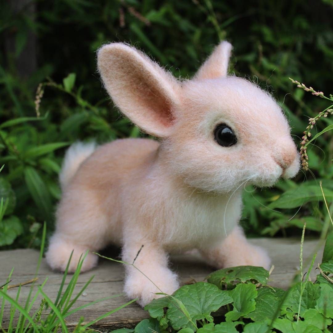 Кролик забота