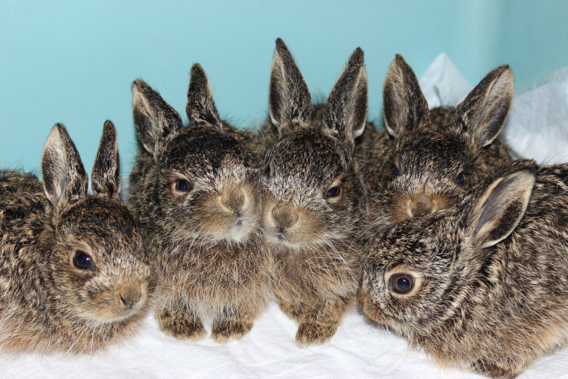 Зайки обнимаются