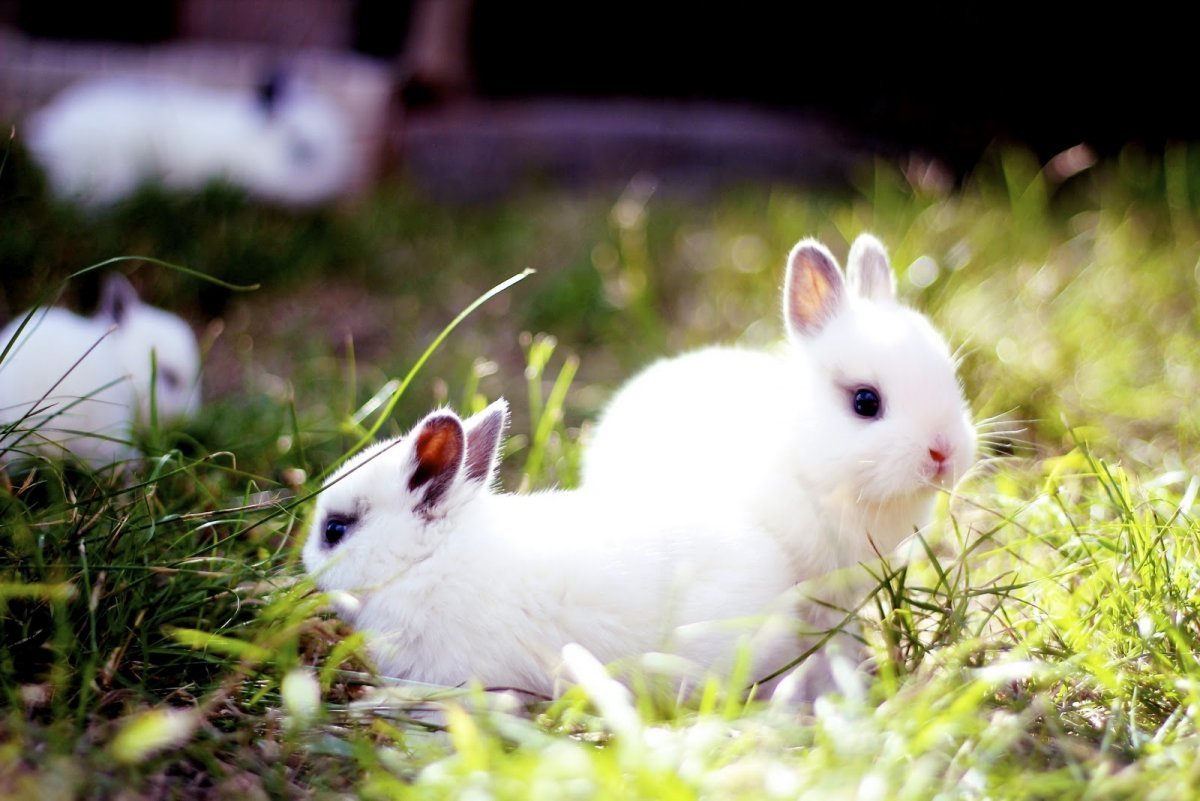 Зайчонок детеныш
