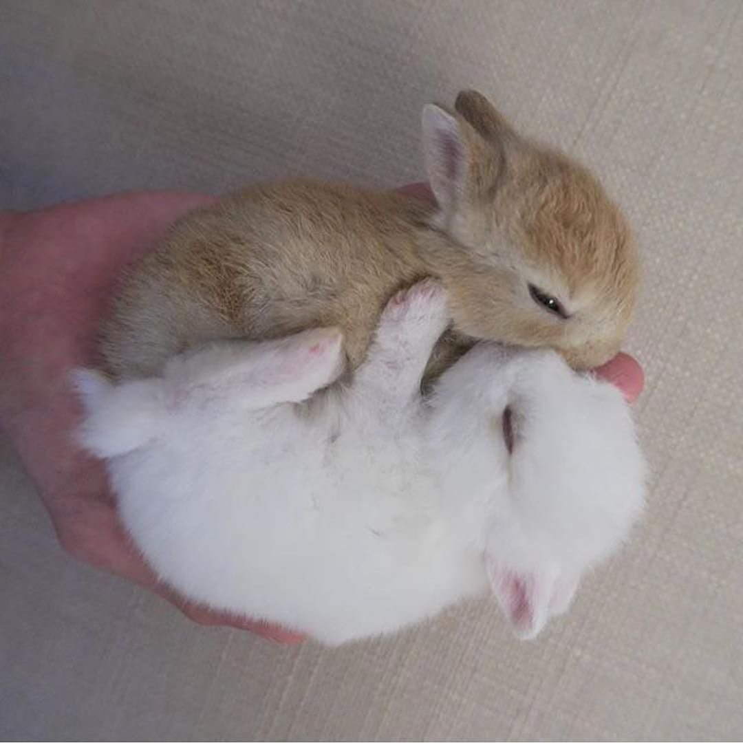 Милые комочки шерсти