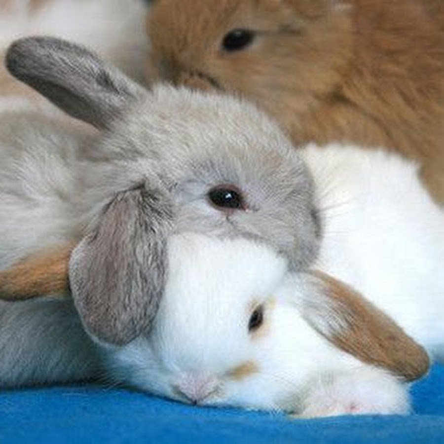 Много детёнышей кролика