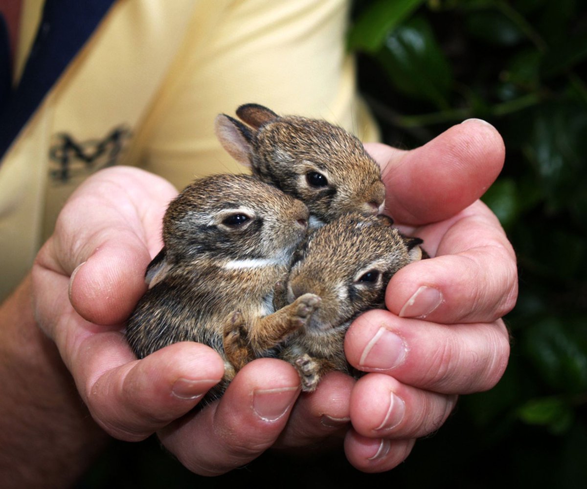 Маленькие животные