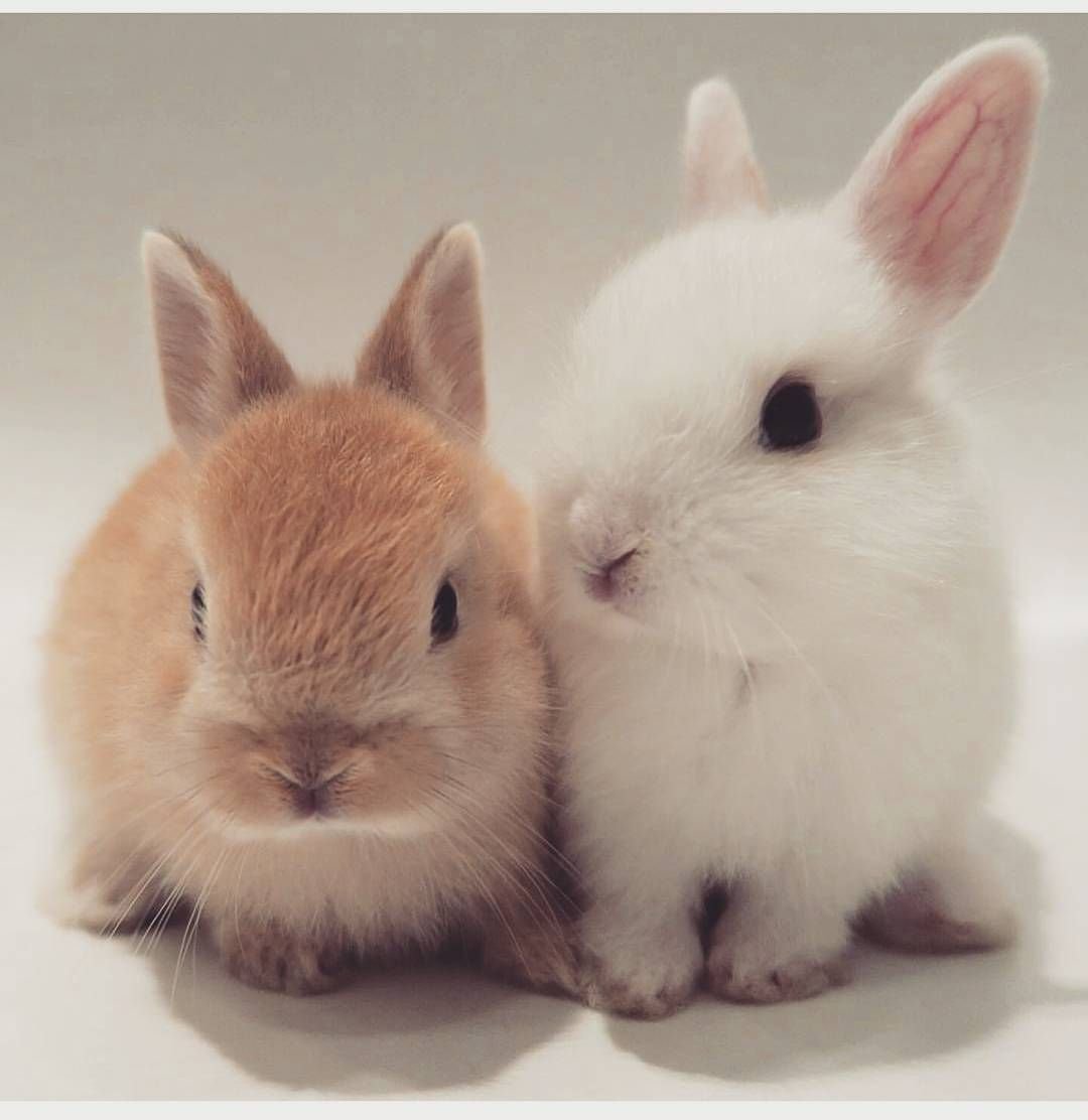 Милый кролик любовь