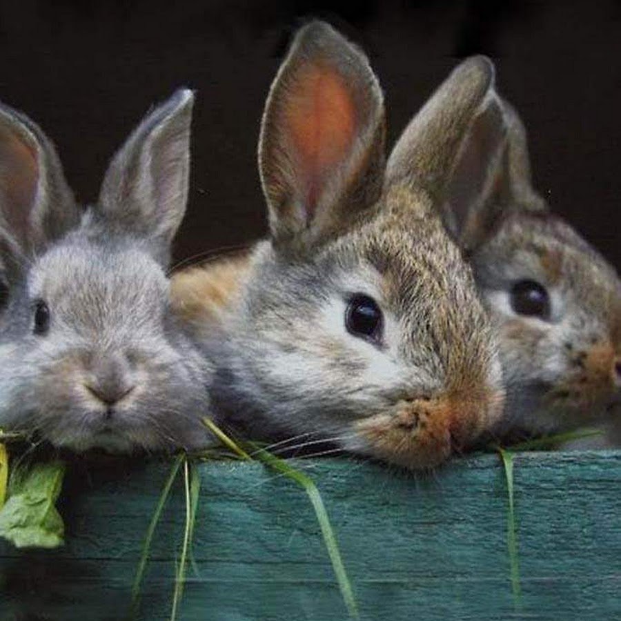 Короткошерстный карликовый кролик