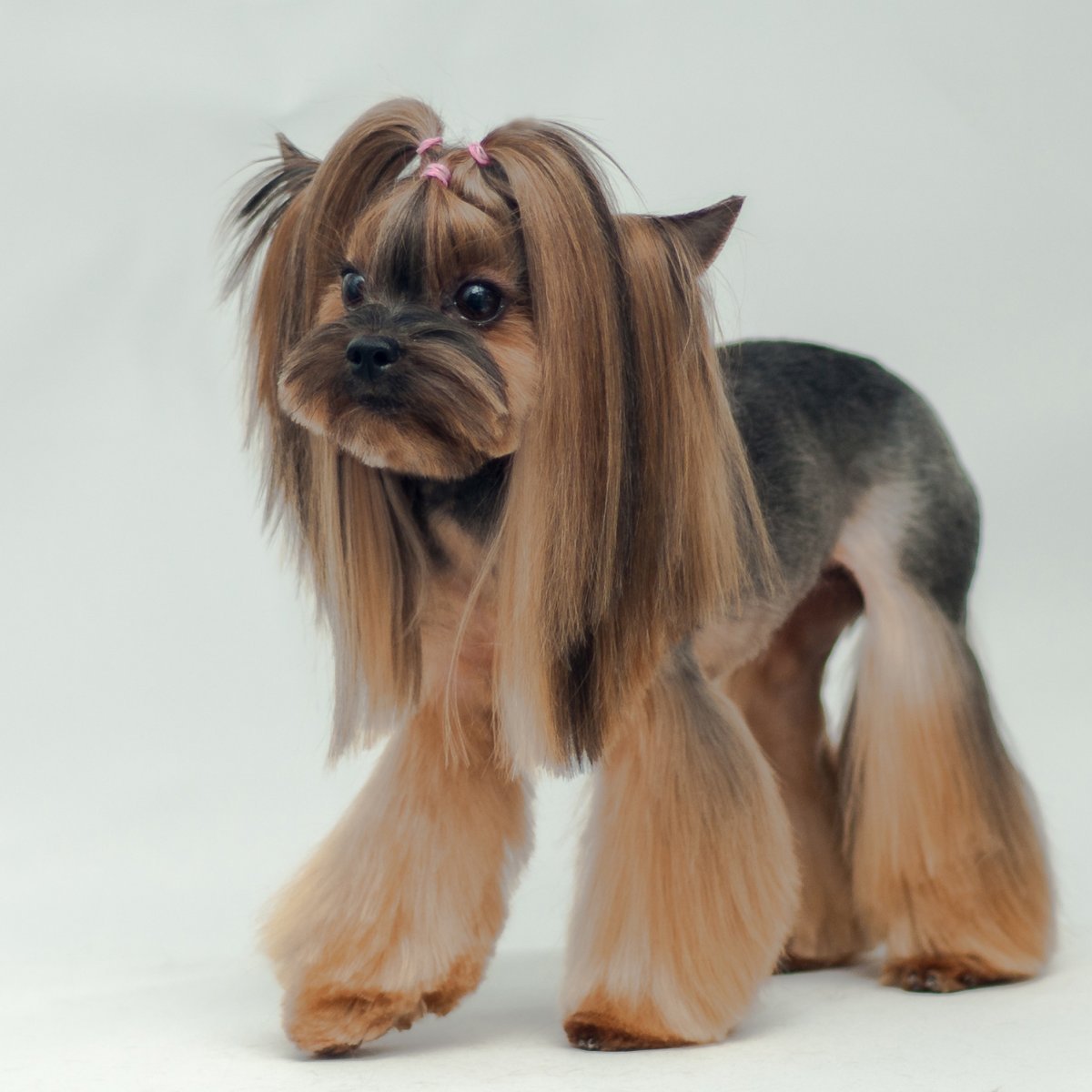 Маленькая собачка с челкой