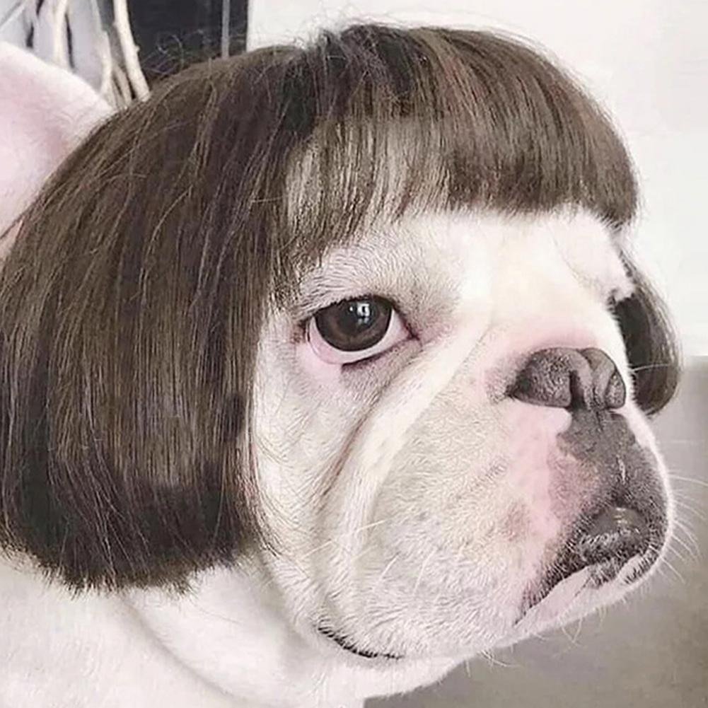 Лама зубастая