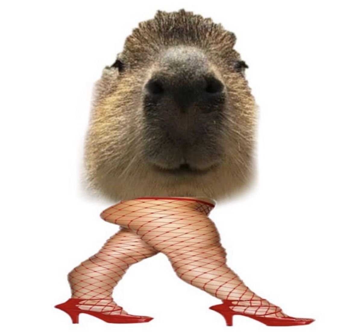 Капибара на белом фоне