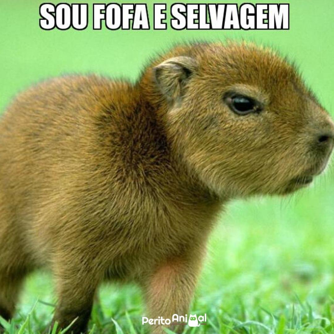 Аватарки с Капибарами с разными цветами