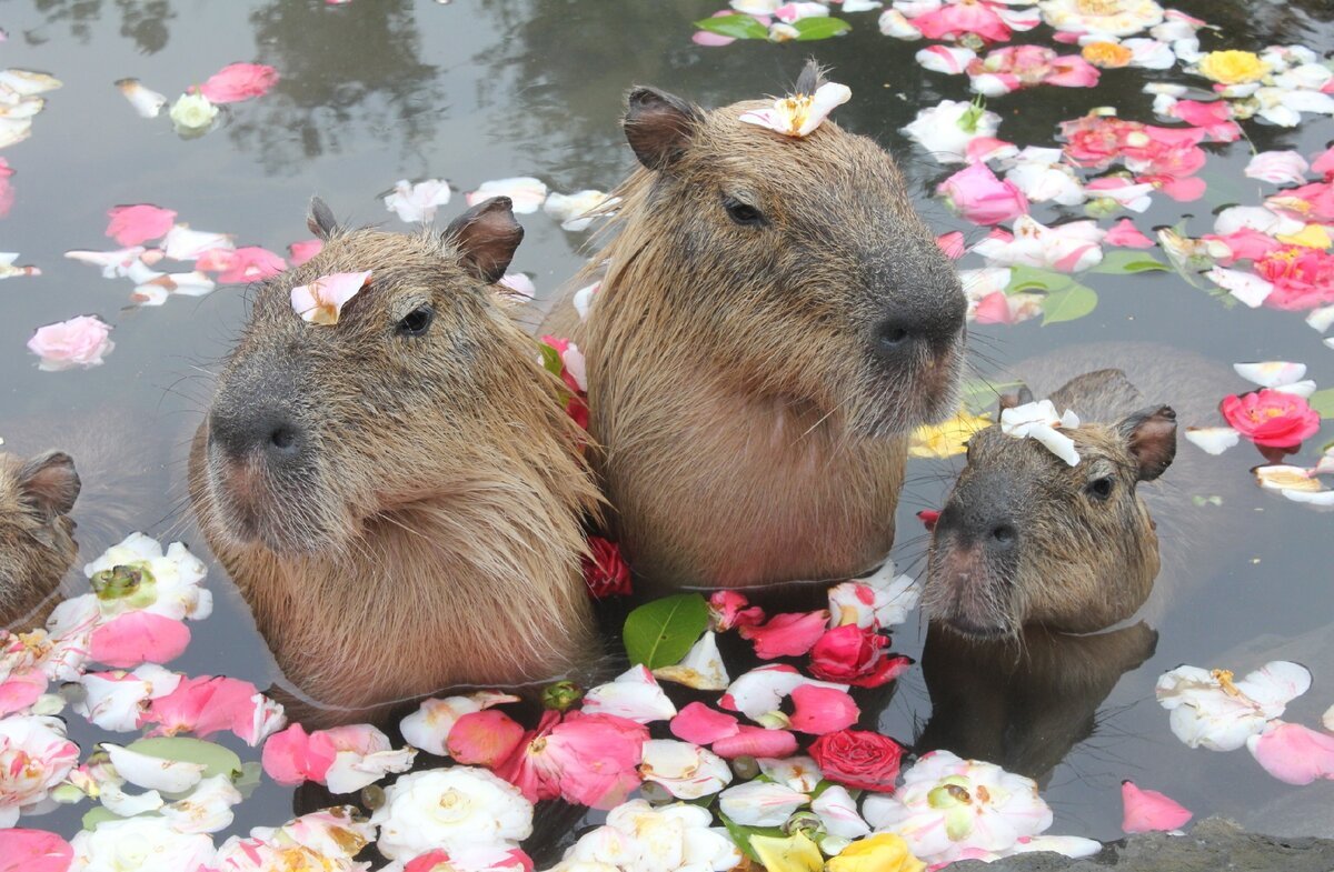 Милая капибара капибара