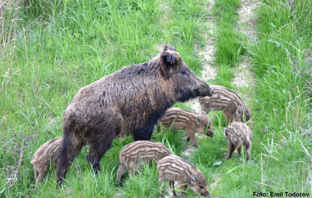 Дикая свинья с поросятами