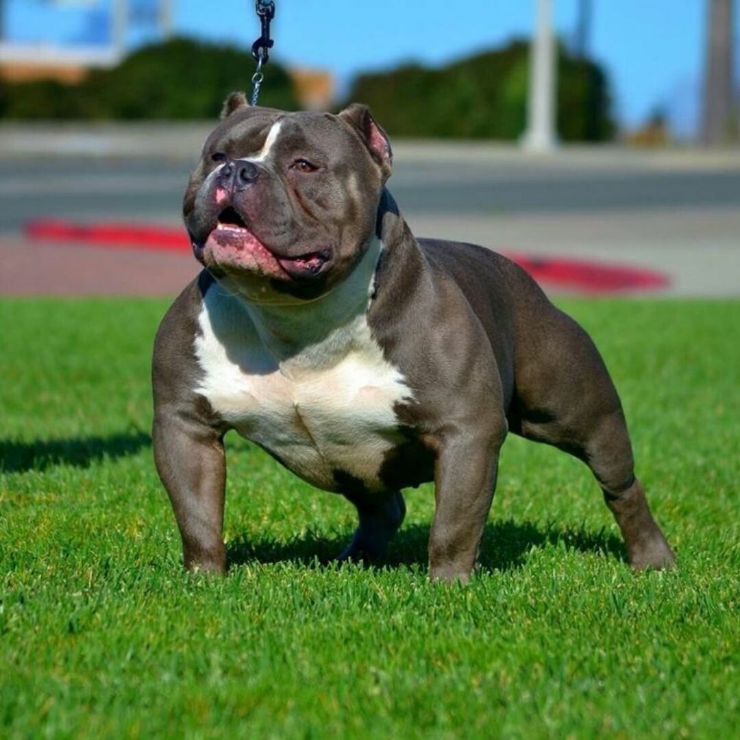 Стаффордширский терьер булли