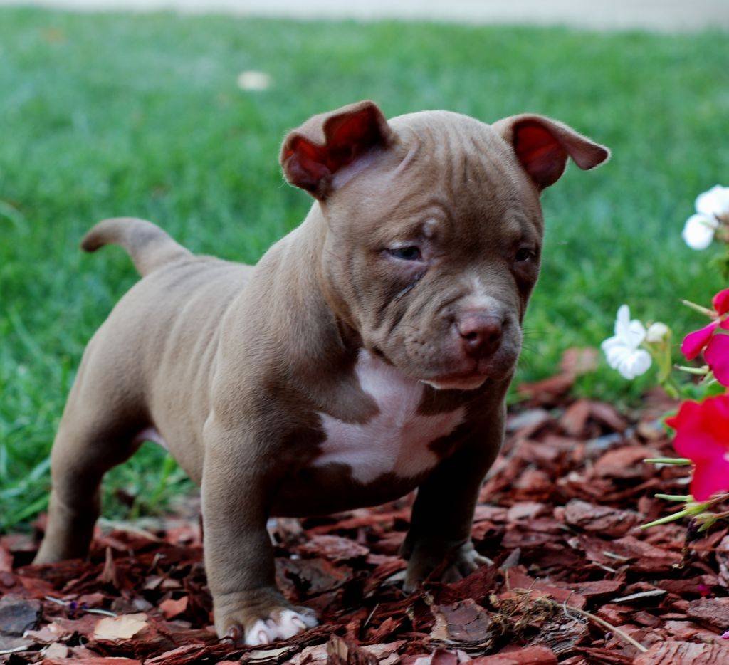 Американский стаффордширский булли