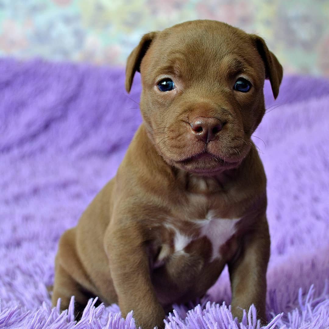 Питбуль американский питбультерьер щенок