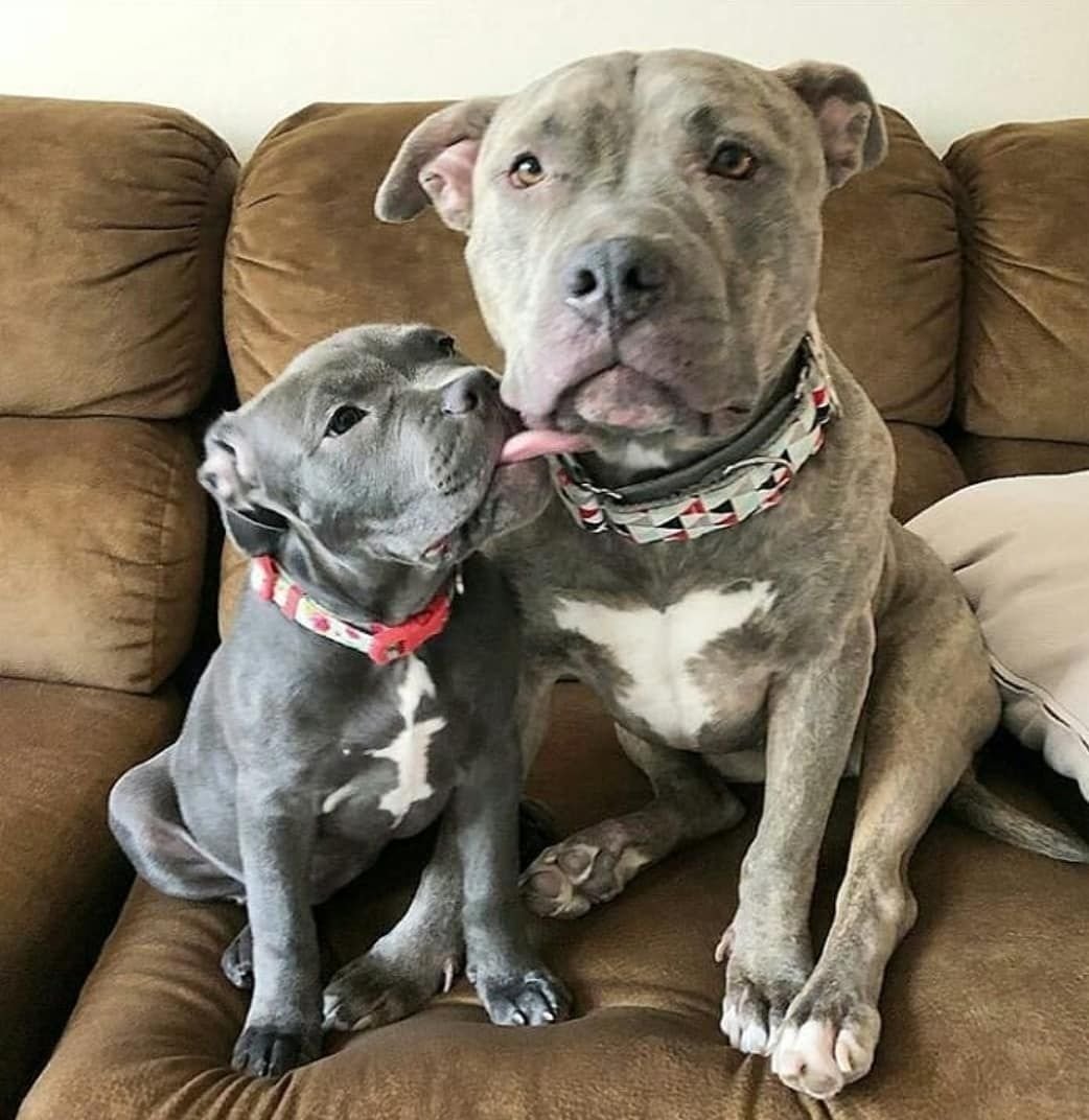 Игрушка американский питбультерьер