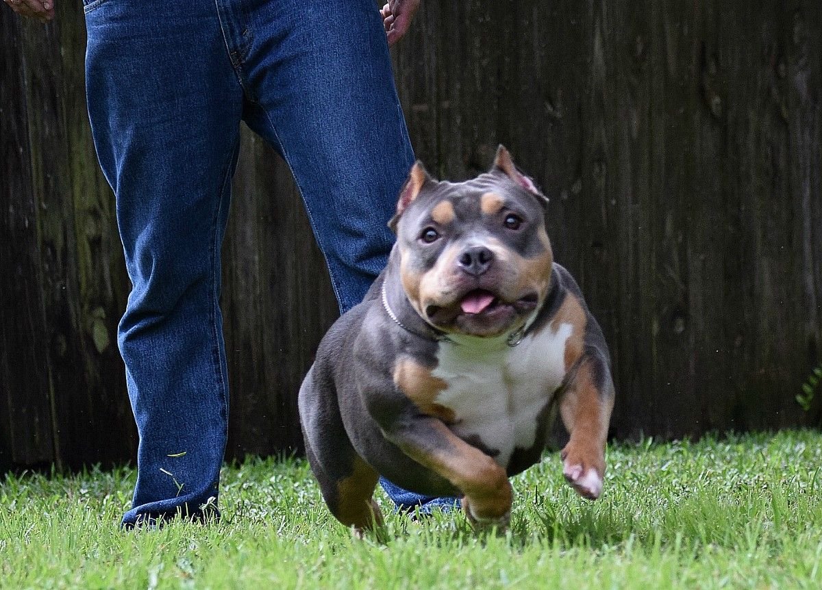 Американский терьер питбуль