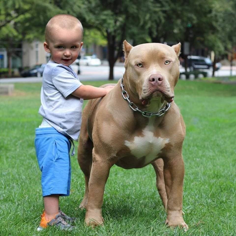 Стаффордширский терьер булли