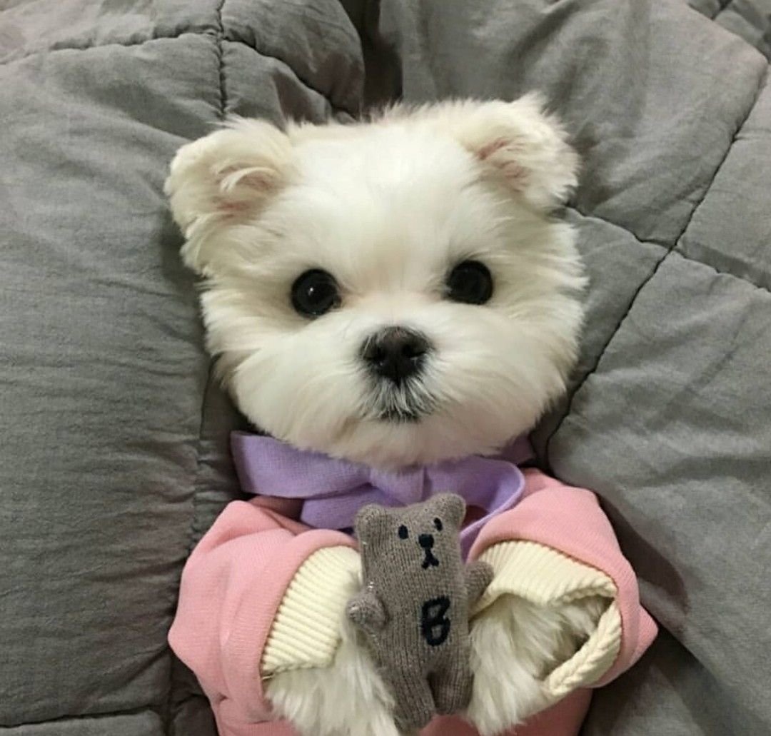 Китайская собачка декоративная