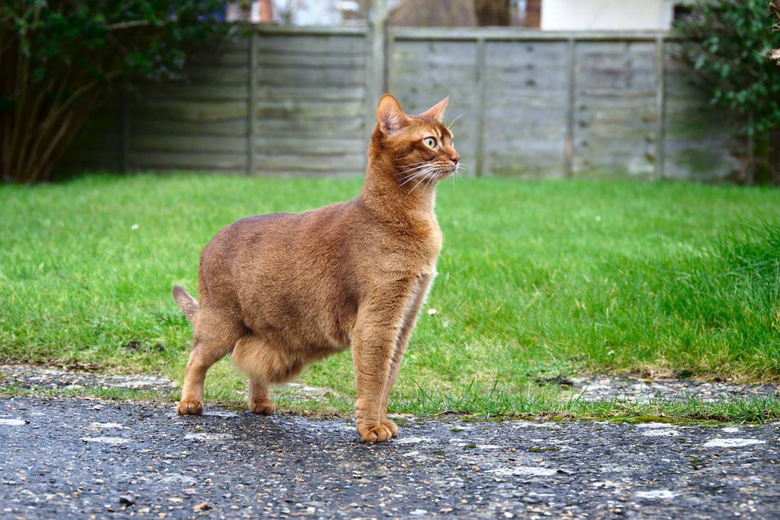 Курдюк у шотландского кота