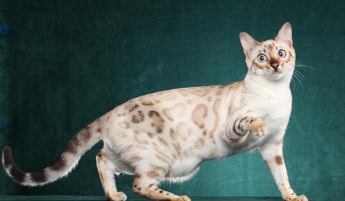 Кот левкой. Сфинкс