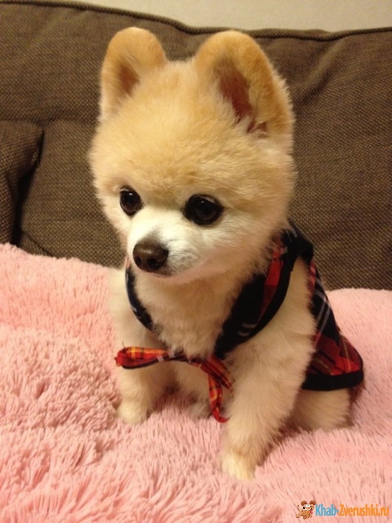 Японский шпиц Шунсуке